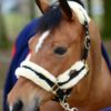 Grimma Kentucky Nylon Sheepskin Halter