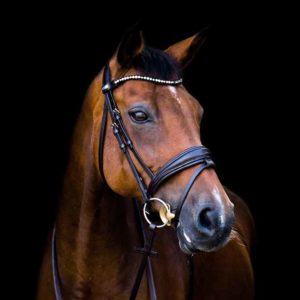 Stübben Snaffle Bridle 2810 Switch Magic Tack