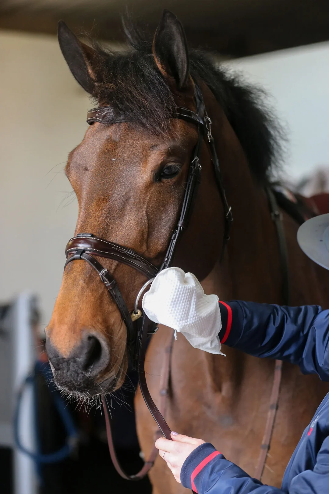 Engångshandskar Carr & Day & Martin Belvoir Tack Cleaner Mitts