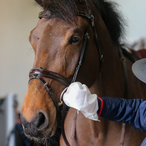 Engångshandskar Carr & Day & Martin Belvoir Tack Cleaner Mitts