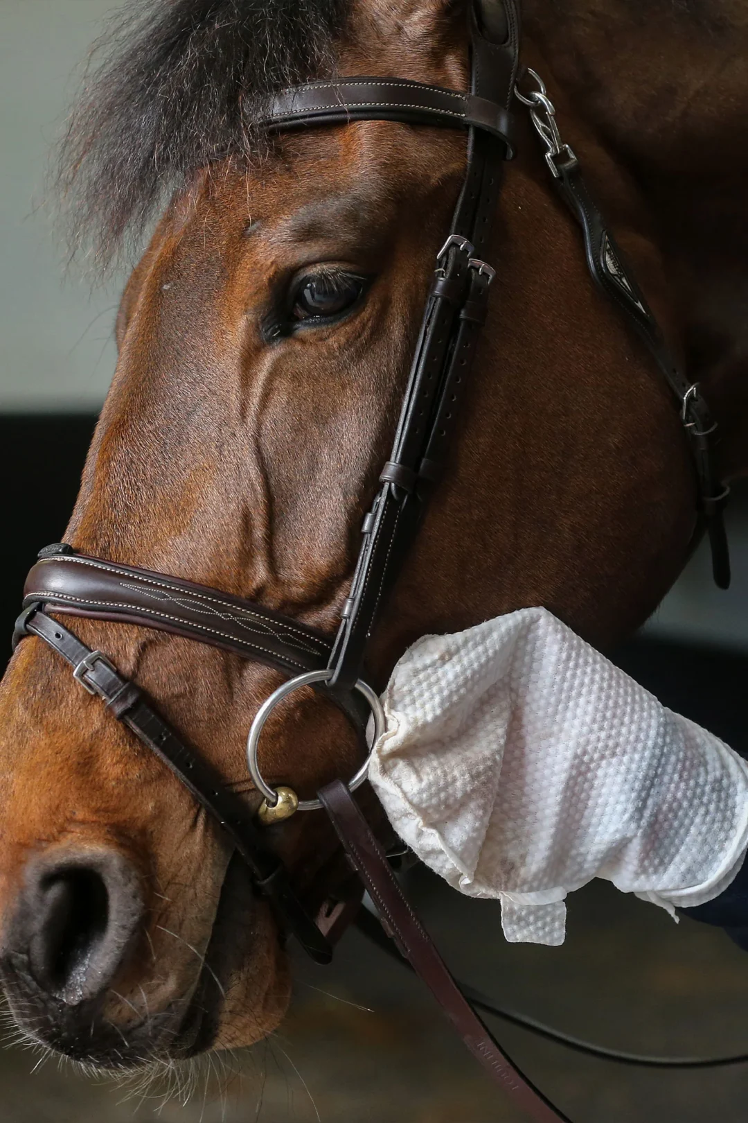 Engångshandskar Carr & Day & Martin Belvoir Tack Cleaner Mitts