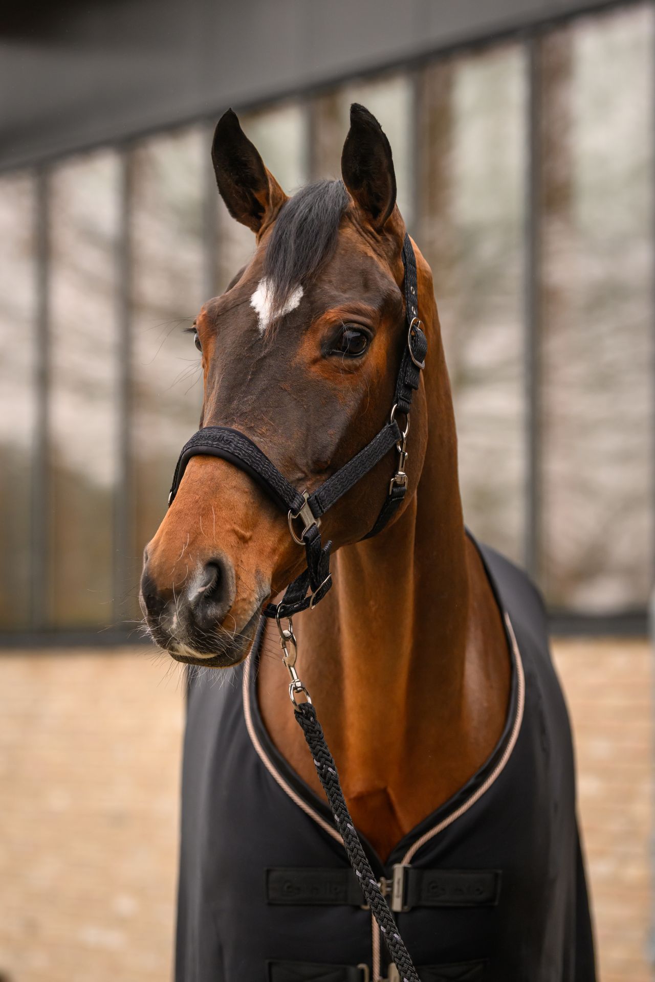 Grimma cavallo cavalrose | svart 2 Grimma cavallo cavalrose